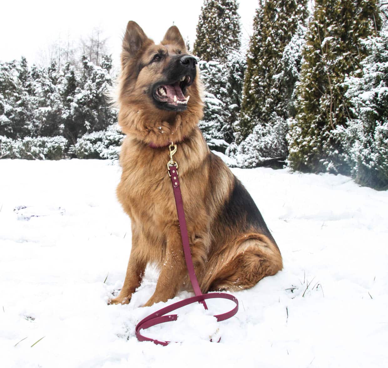 pies-owczarek-niemiecki-smycz-biothane