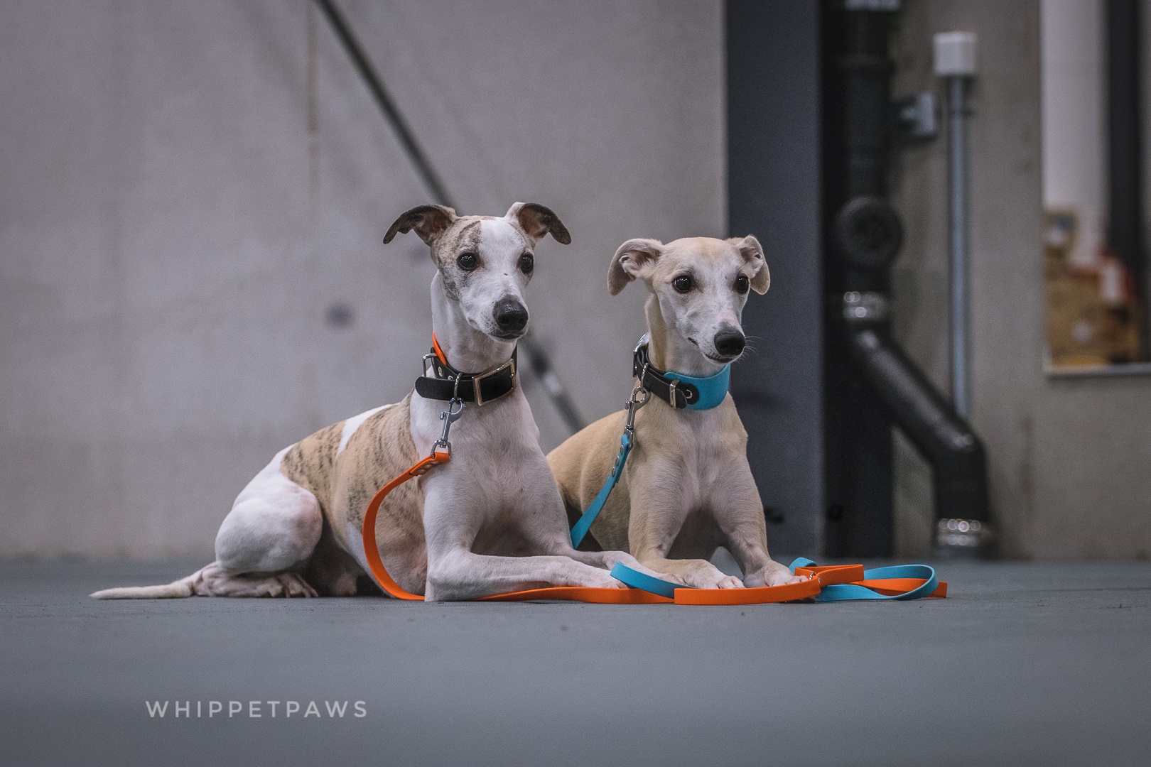 Jak zacząć szkolenie psa i co jest do tego potrzebne?