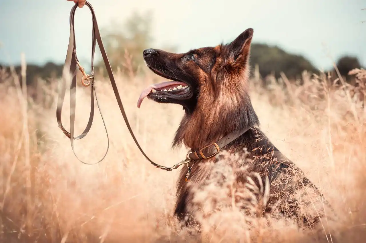 obroza-dla-owczarka-niemieckiego