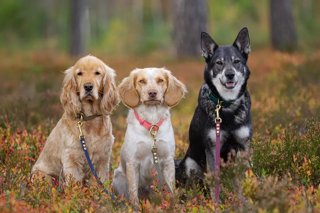 adopcja-psa-ze-schroniska