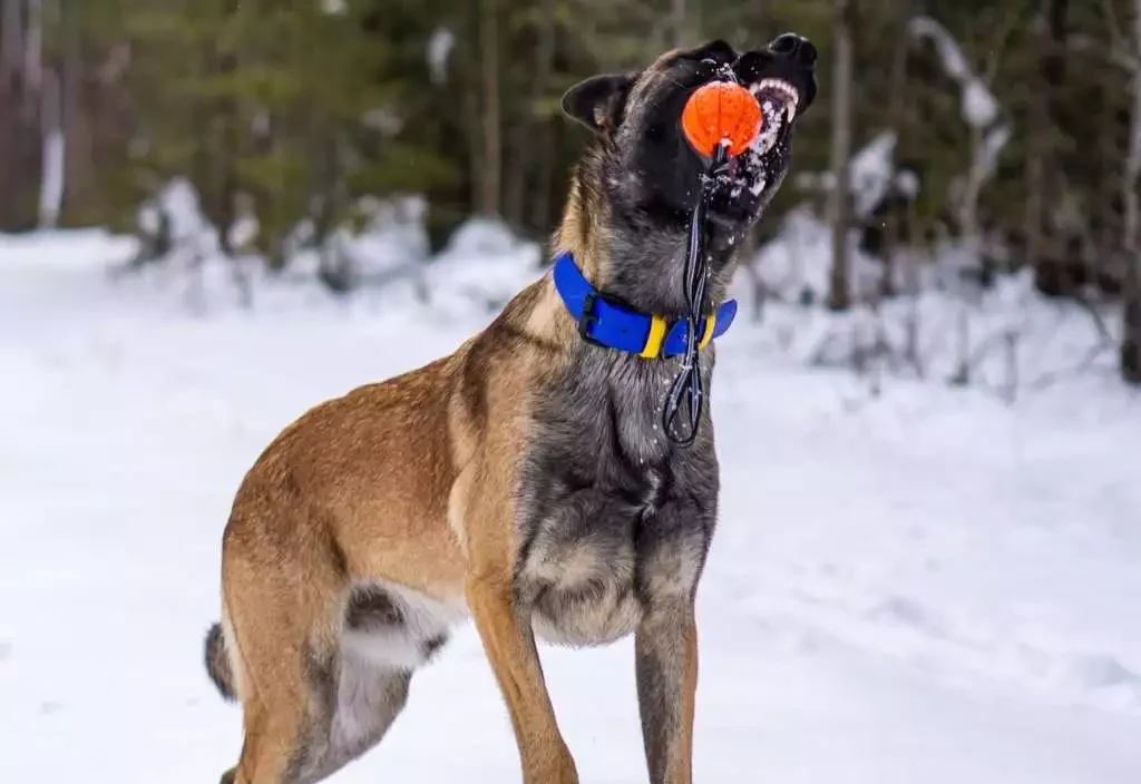 jak-nauczyc-psa-aportowac