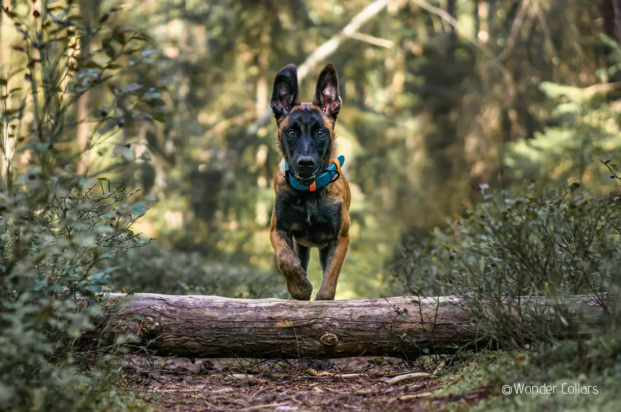 czy-rasowe-psy-czesciej-choruja
