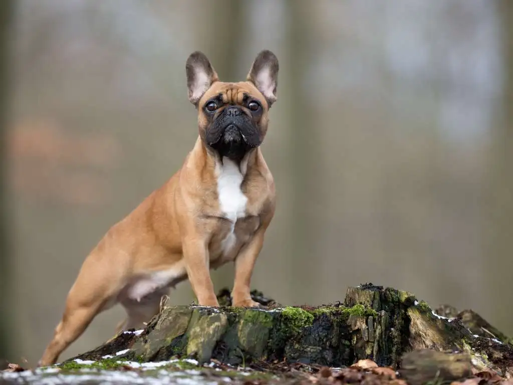 szelki-dla-buldoga-francuskiego