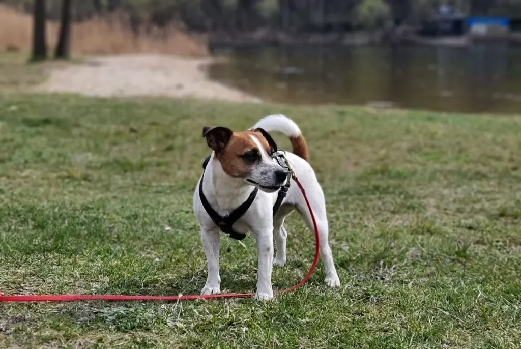 szelki_dla_psa_biothane