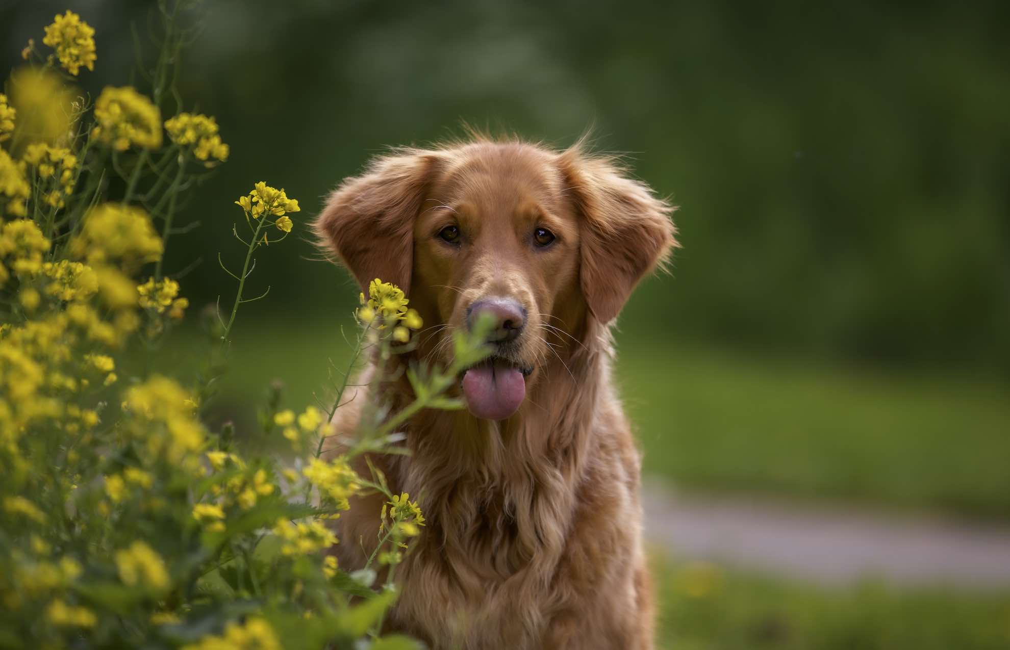 selective-focus-shot-of-an-adorable-golden-retriever-outdoors