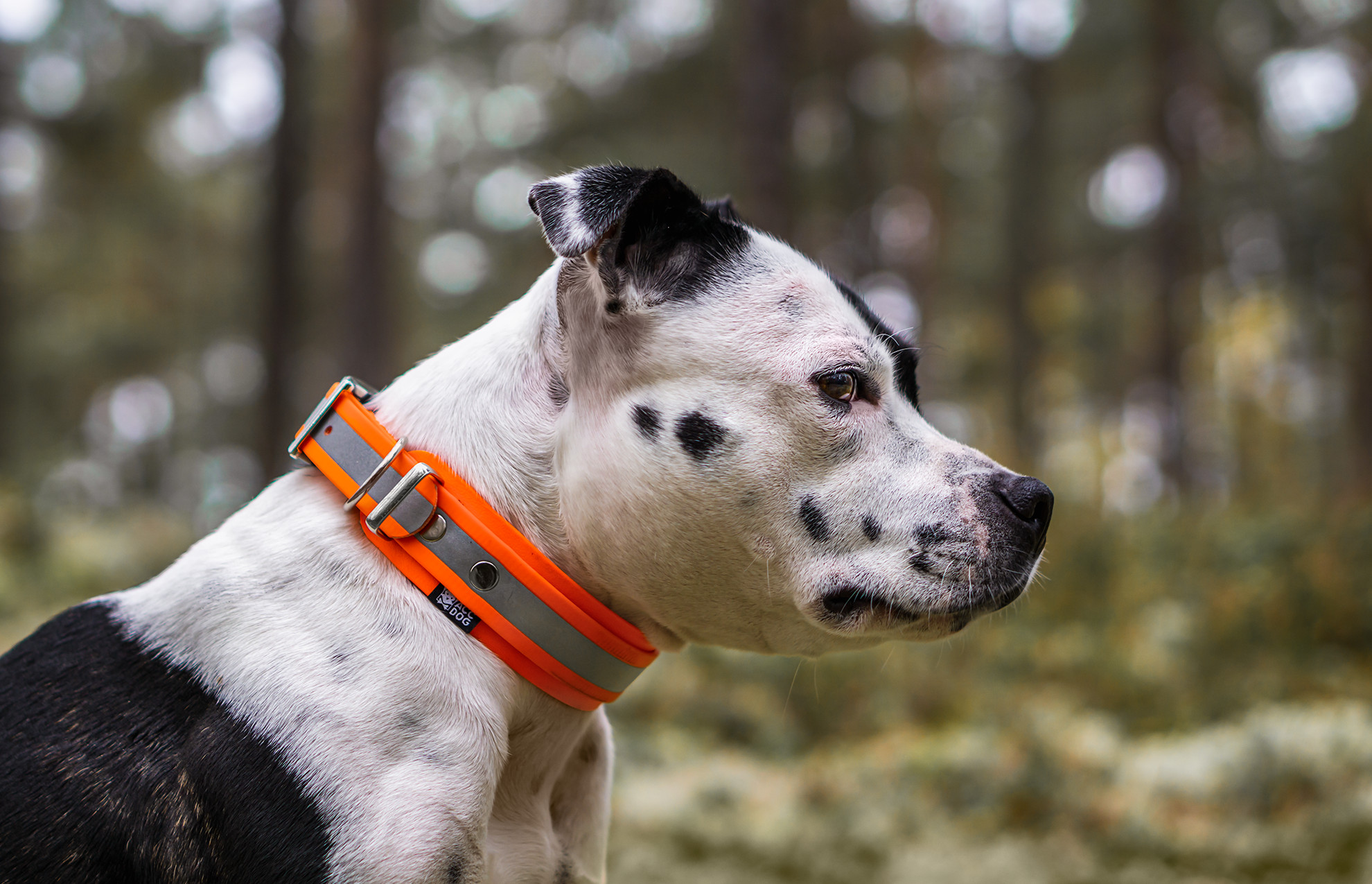 Jak wyciągnąć kleszcza psu w bezpieczny sposób?