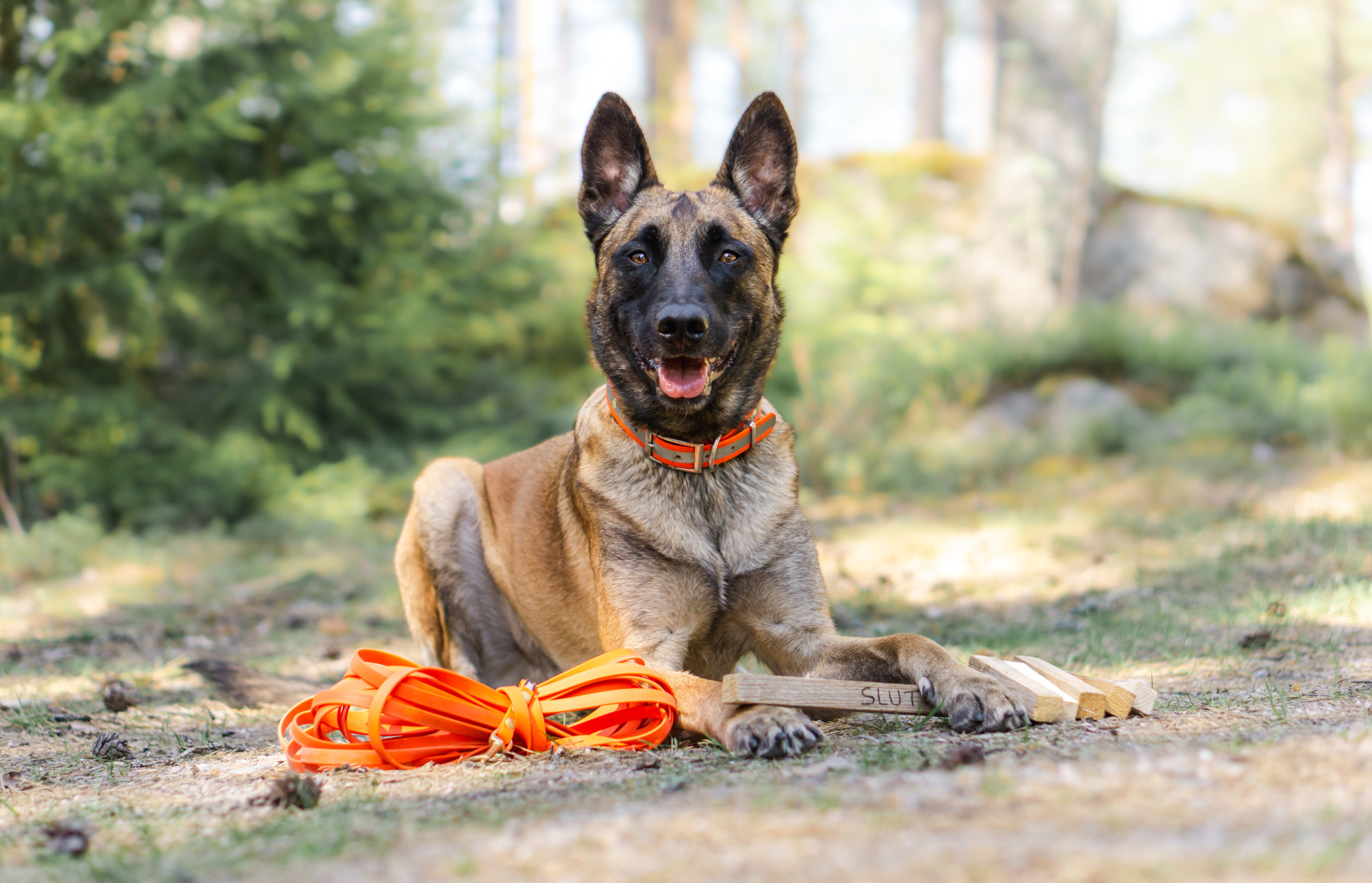 Ile kosztuje szkolenie psa?