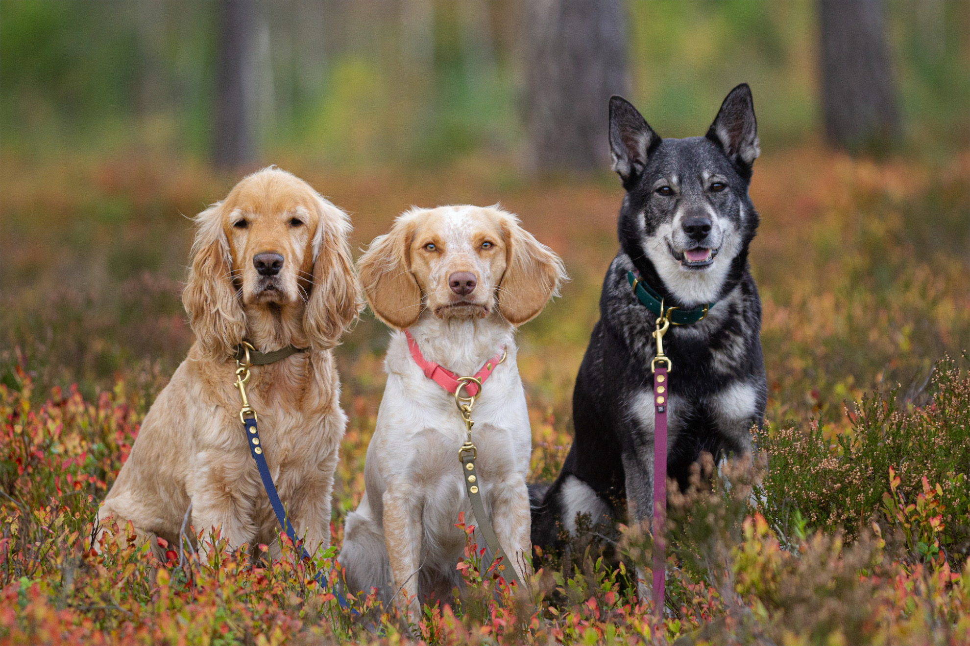 ile-trwa-szkolenie-psa