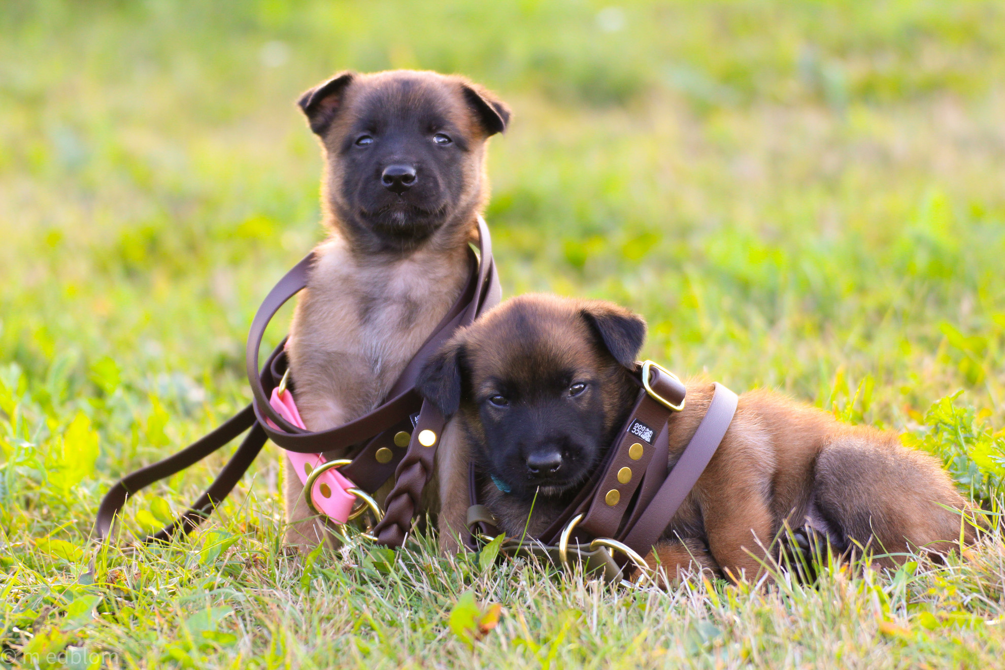szkolenie-szczeniaka-poczatek